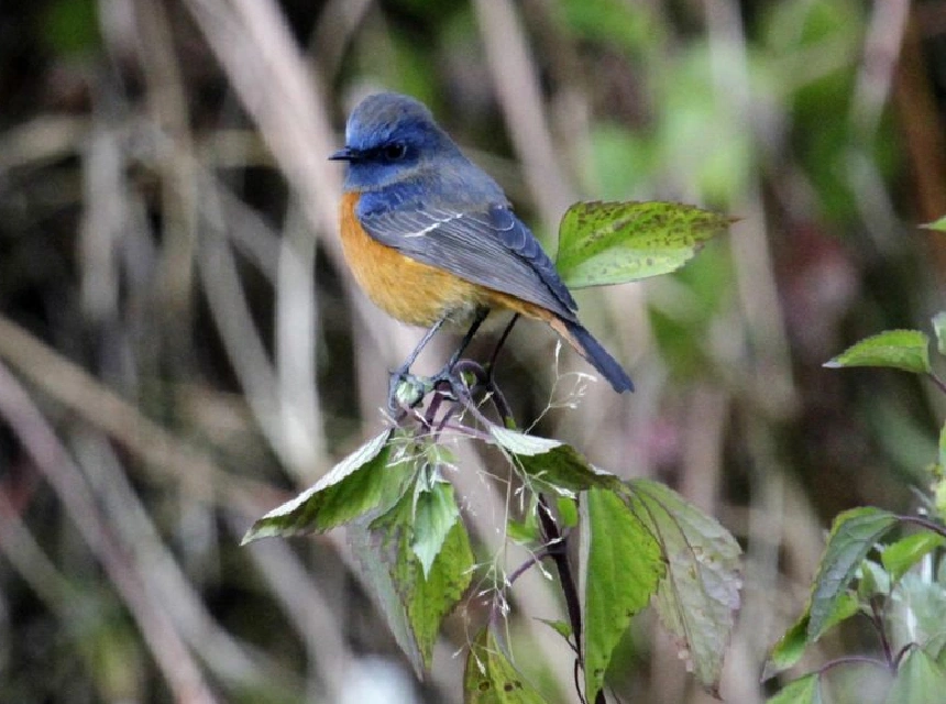 Bird & Wildlife Viewing