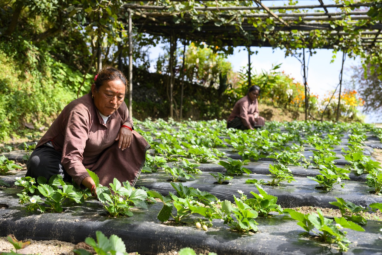 Permaculture farming