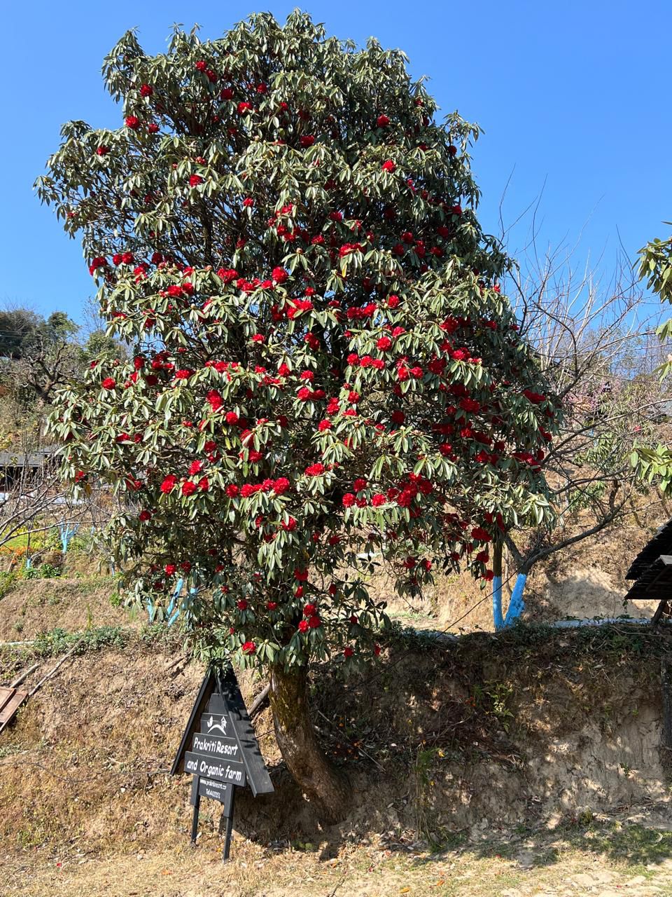 Rhododendron Bloom Package