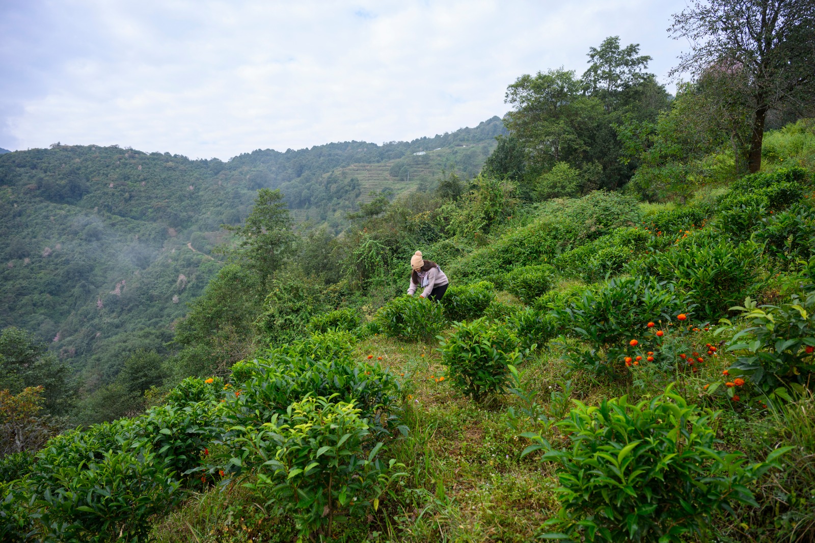 From Leaf to Cup: A Himalayan Tea Journey